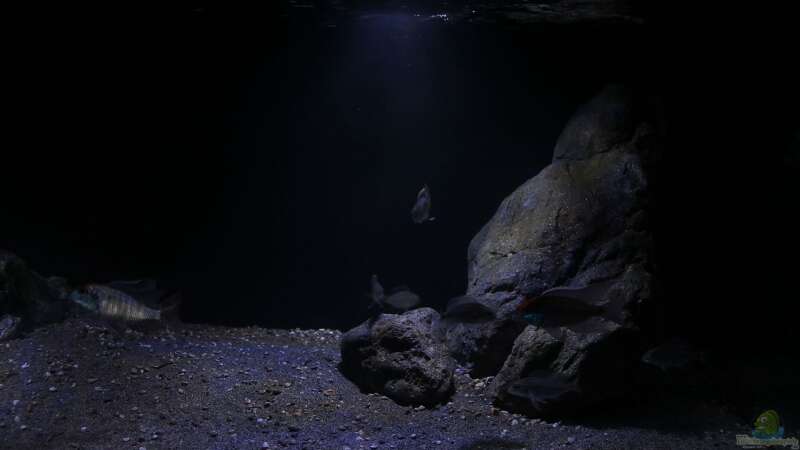 Aquarium Lethrinops Buddelkiste (nur noch als Beispiel) von Sebastian O. (3)
