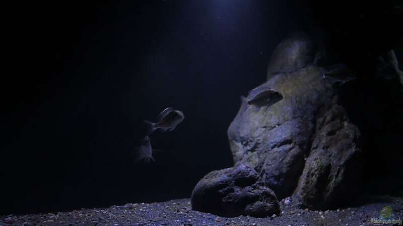 Aquarium Lethrinops Buddelkiste (nur noch als Beispiel) von Sebastian O. (7)