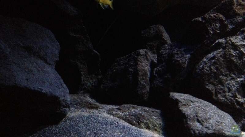 Pflanzen im Aquarium Fade to black (aufgelöst) von der Steirer (44)