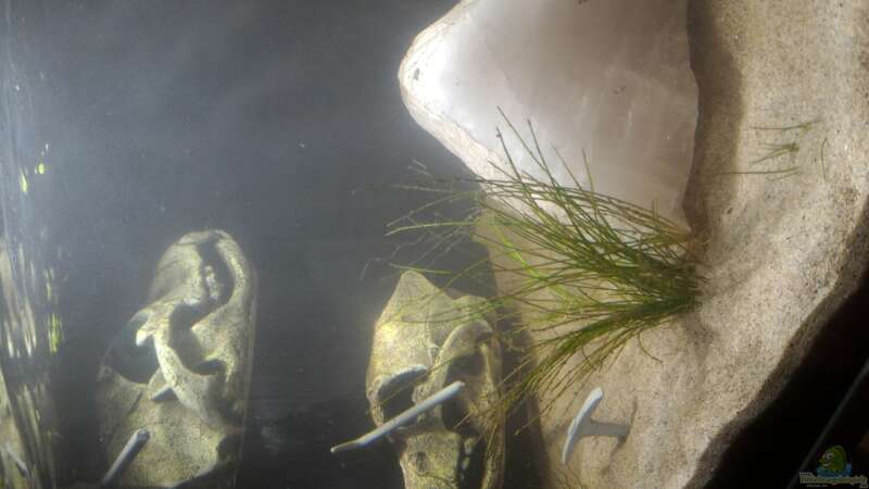 Pflanzen im Aquarium Untertage Thema(Aufgelöst) von Nelle (4)