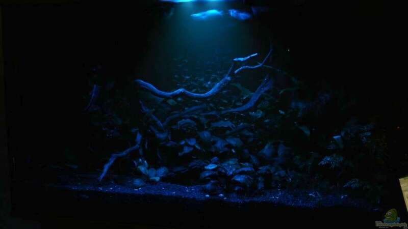 Aquarium Becken 3121 von Oxid81 (4)