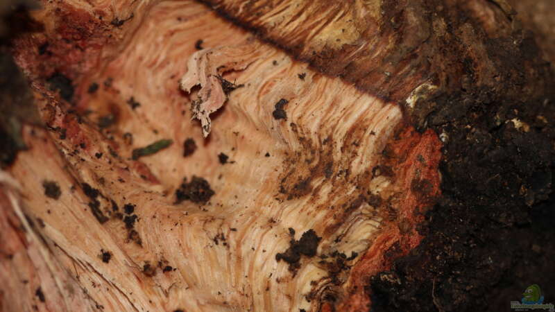 Oak wood (Quercus ilex) von lomarraco (64)
