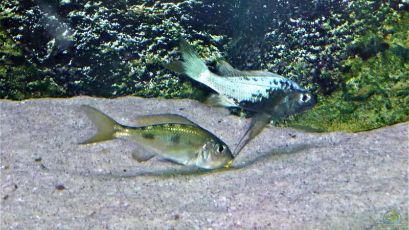 Aquarium Hauptansicht von Tanganjika Cichlid Family