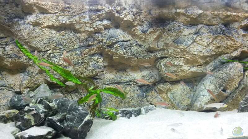 Aquarium Tanganjika Cichlid Family von spriggina (16)