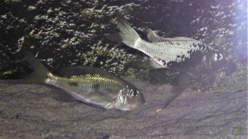 Besatz im Aquarium Tanganjika Cichlid Family von spriggina (31)