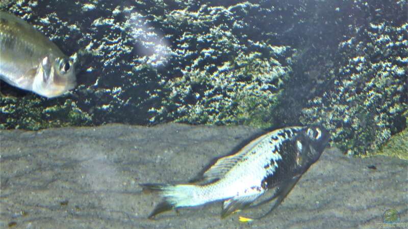Besatz im Aquarium Tanganjika Cichlid Family von spriggina (33)