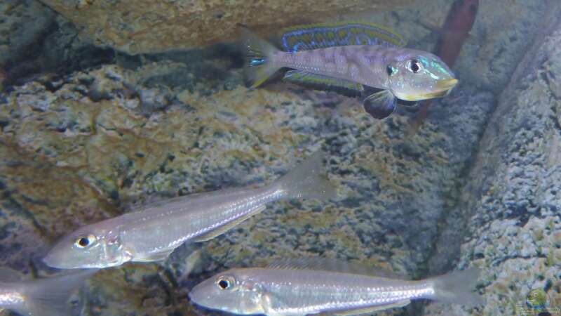 Besatz im Aquarium Tanganjika Cichlid Family von spriggina (79)