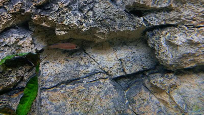 Die 3d-Felsrückwand als wichtiger Bestandteil des Beckens bietet auch den Felsenbewohnern von spriggina (24)