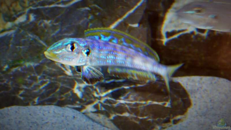 Enantiopus melanogenys ´Kilesa´, Jungtier zeigt sich bereits farbenprächtig von spriggina (67)