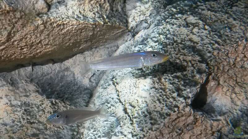 Enantiopus melanogenys ´Kilesa´ sind schwimmfreudige Fische und keineswegs nur von spriggina (64)