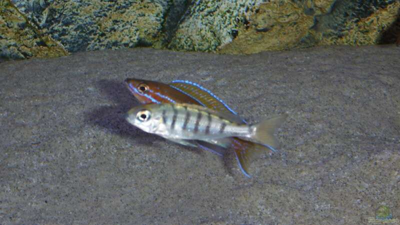 Paracyprichromis meets Ophthalmotilapia von spriggina (94)