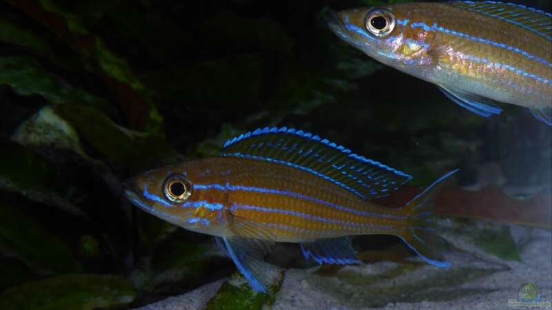 Paracyprichromis nigripinnis ´blue neon´ von spriggina (41)
