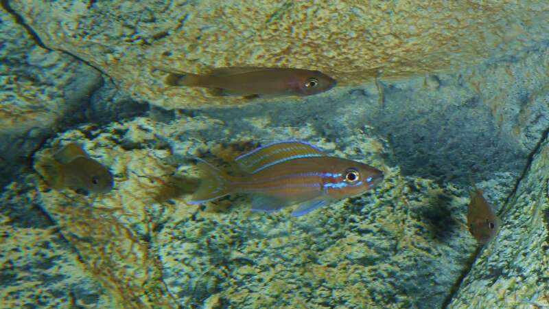 Paracyprichromis nigripinnis ´blue neon´ von spriggina (73)