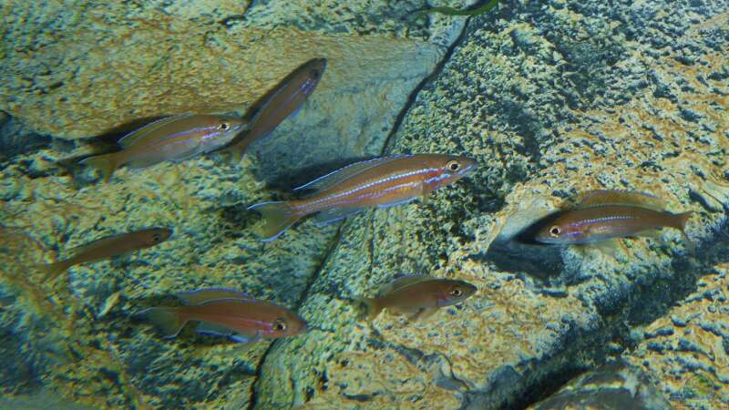 Paracyprichromis nigripinnis ´blue neon´ von spriggina (74)