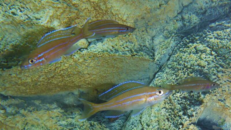 Paracyprichromis nigripinnis ´blue neon´ von spriggina (75)