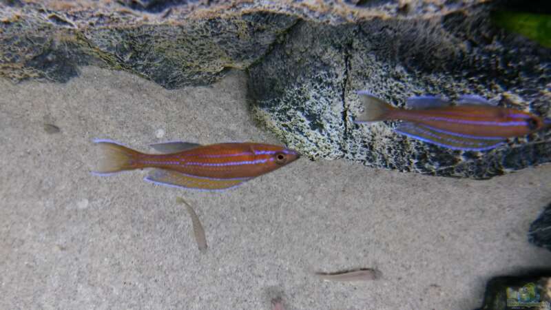 Paracyprichromis nigripinnis blue neon von spriggina (82)