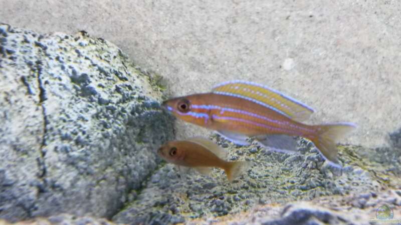 Paracyprichromis nigripinnis blue neon von spriggina (87)