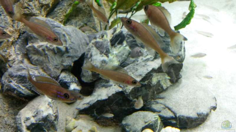Paracyprichromis und Neolamprologus multifasciatus von spriggina (51)