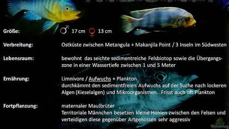 Aquarien mit Petrotilapia sp. "yellow chin"  - Petrotilapia-yellow-chin-slnkaquarium