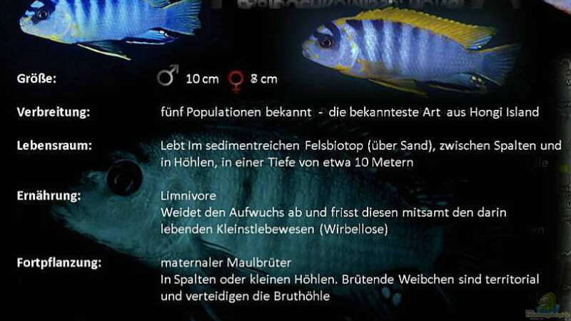 Labidochromis sp. Hongi von Jürgen Hubral (44)