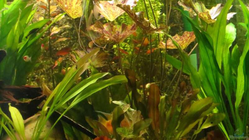 Tigerlotus, Amazonasschwertpflanzen, ... von Fäbi_CH (14)