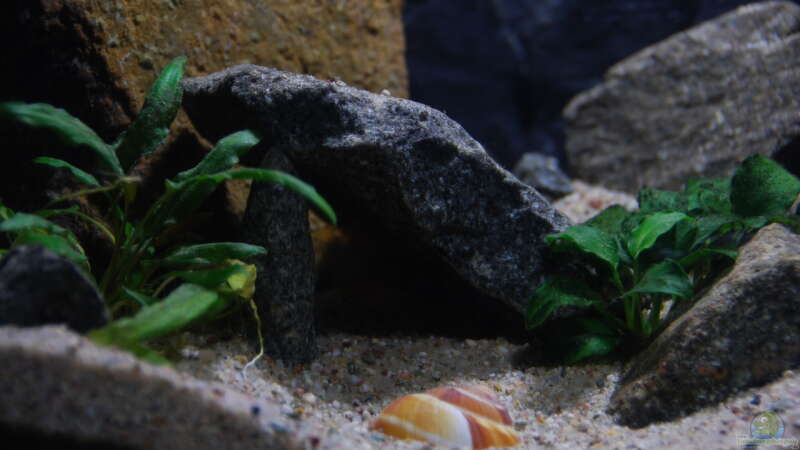 Pflanzen im Aquarium klein Afrika von junger Aquarianer (19)