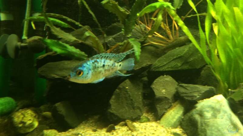Aquarien für Blue Dempsey (Rocio octofasciata)  - Blue-dempseyaquarium