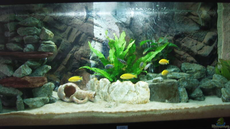 Mein erstes Aquarium, mit dem vorgesehenen Besatz mit Labidochromis Yellow und Mbamba von Malawi Zürich (1)