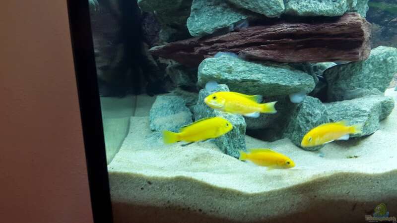 Meine 4 Labidochromis Caeruleus yellow, 2 Stunden nach einsetzen von Malawi Zürich (10)