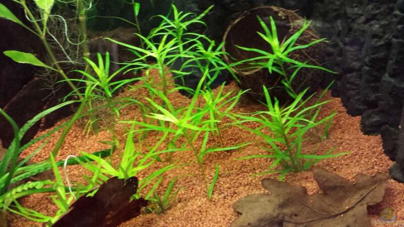 Pflanzen im Aquarium Serrasalmus - the one and lonely von NRW (14)
