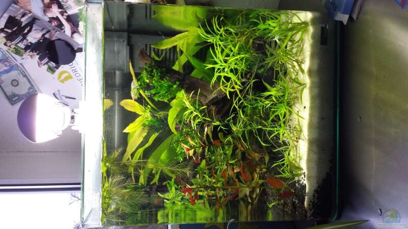 Pflanzen im Aquarium Beta&#039;s Cube (aufgelöst) von NRW (3)