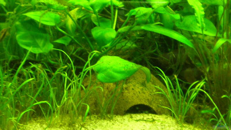 Dekoration im Aquarium Grünes Juwel von Erwinio (7)