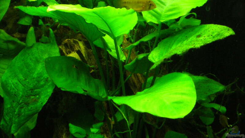 Pflanzen im Aquarium Grünes Juwel von Erwinio (3)