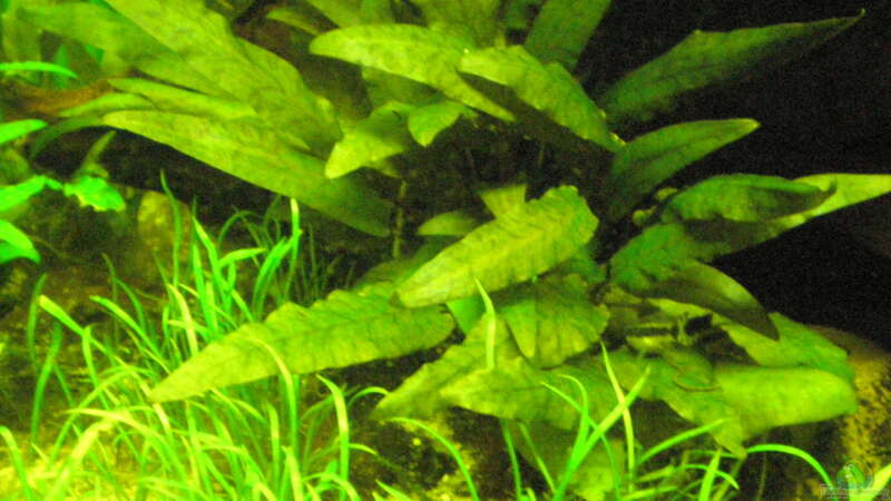 Pflanzen im Aquarium Grünes Juwel von Erwinio (4)