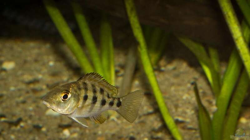 auch der kleine (noch) Räuber tummelt gerne im bespflanzten Teil des Beckens [Fossorochromis von AjakAndi (21)
