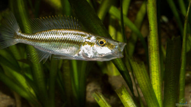 Dimidiochromis compressiceps .. lass mich in Ruhe :-) .. von AjakAndi (95)