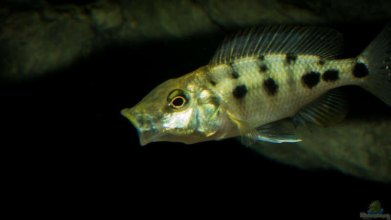 ein Jungtier der Art Fossorochromis rostratus von AjakAndi (85)
