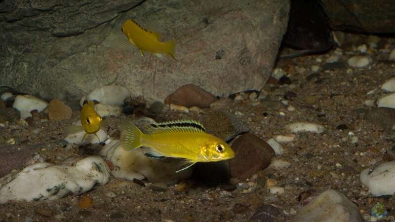 ein Labidochromis caeruleus in der Felszone - mittlerer bis grober Rheinkies!! von AjakAndi (44)