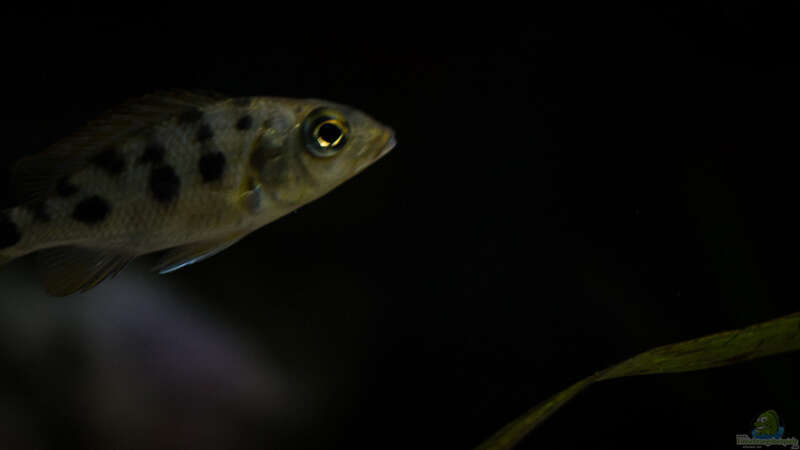 Fossorochromis rostratus .. der ´Kleine´ .. Abendstimmung ohne Blitz fotografiert von AjakAndi (76)