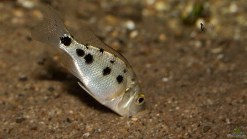 Fossorochromis rostratus .. so jung, aber er durchpflügt den Boden nach Nahrung!! von AjakAndi (100)
