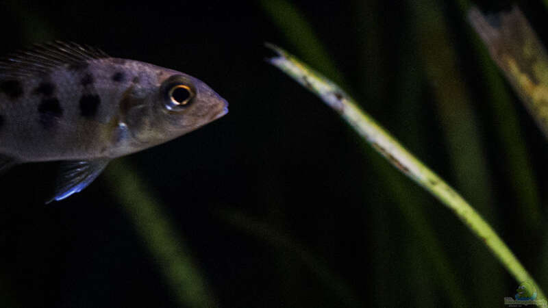 Fossorochromis rostratus .. so spät und der Kleine ist noch unterwegs [ohne Blitz] von AjakAndi (82)