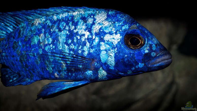 Placidochromis phenochilus Tanzania .. ein aktuelles Bild seiner Färbung!! von AjakAndi (93)