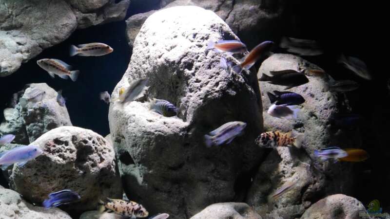 Aquarium Big Rock Mbuna von Jan Steger (3)