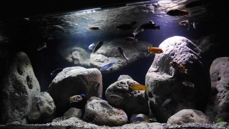 Aquarium Hauptansicht von Big Rock Mbuna