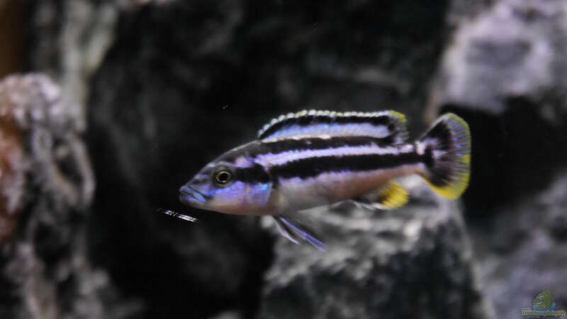 Melanochromis kaskazini F1 junges Männchen von Jan Steger (40)