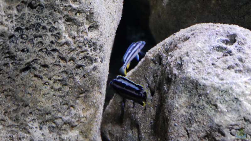 Melanochromis kaskazini F1 Pärchen von Jan Steger (41)