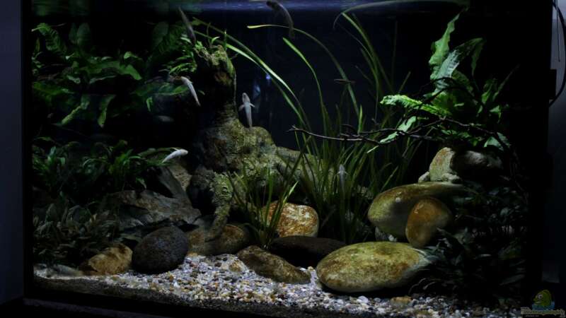 Aquarium Drachen Tank von die Perle... (2)