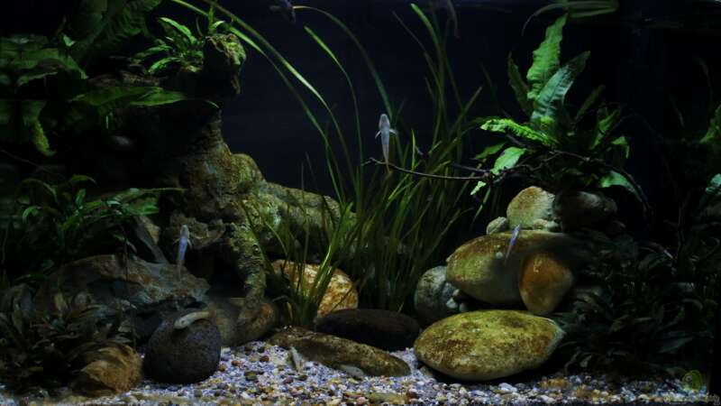 Aquarium Hauptansicht von Drachen Tank von die Perle... (1)