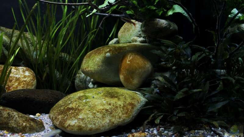 Dekoration im Aquarium Drachen Tank von die Perle... (3)