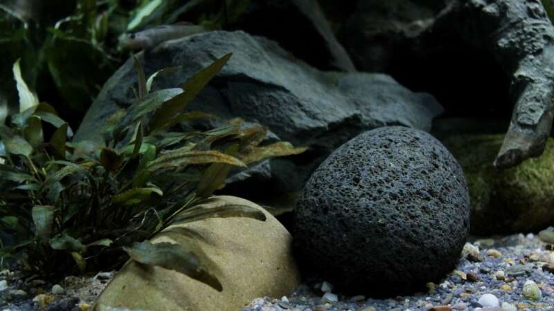 Dekoration im Aquarium Drachen Tank von die Perle... (4)